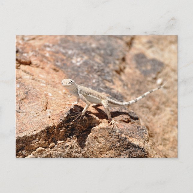 Postal Nevada Lizard Mirándote! (Anverso)