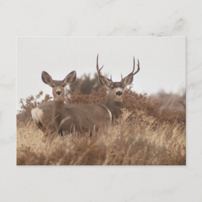 POSTAL NEVADA MULE DEER (Anverso)