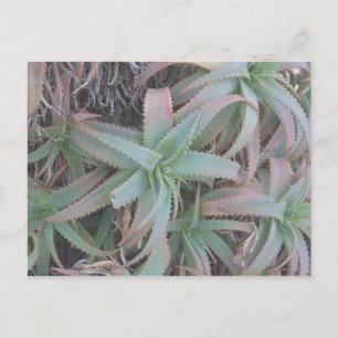 Postal Nevada succulantes