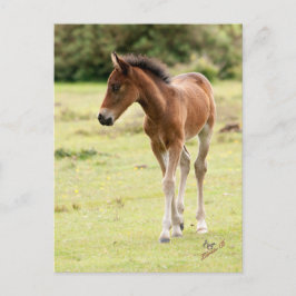 Postal New Forest Pony Foal