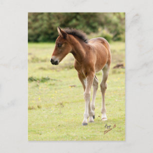 Postal New Forest Pony Foal