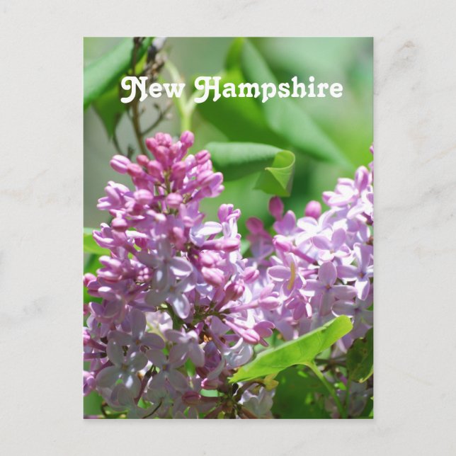 Postal New Hampshire Lilacs (Anverso)