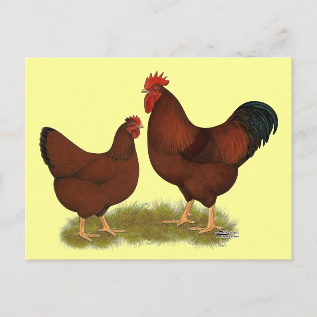 Postal New Hampshire Reds (Anverso)