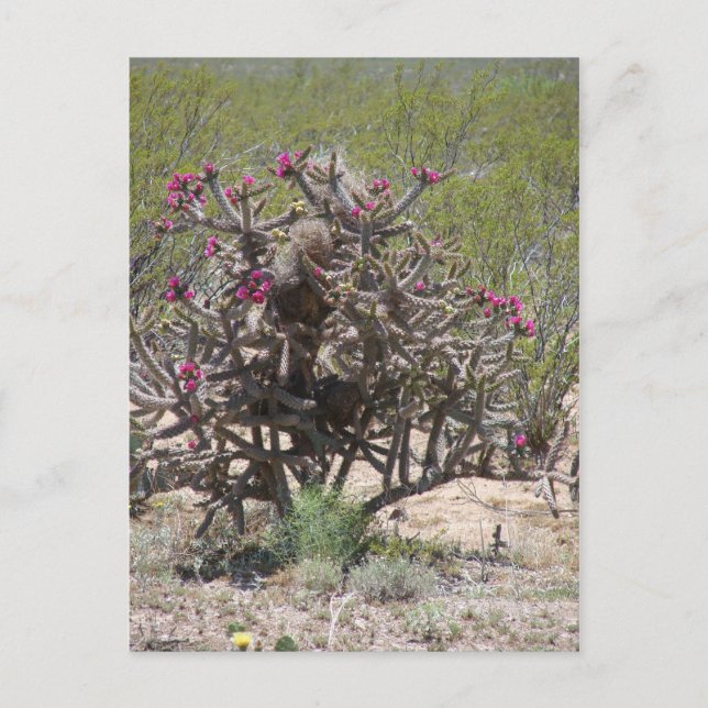 Postal New México Cholla en la floración (Anverso)