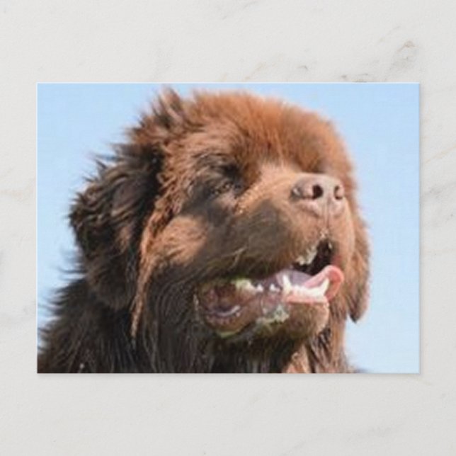 Postal newfie brown.png (Anverso)