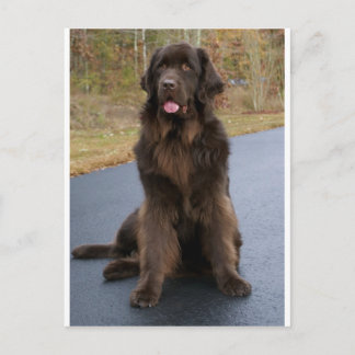 Postal Newfie de Brown