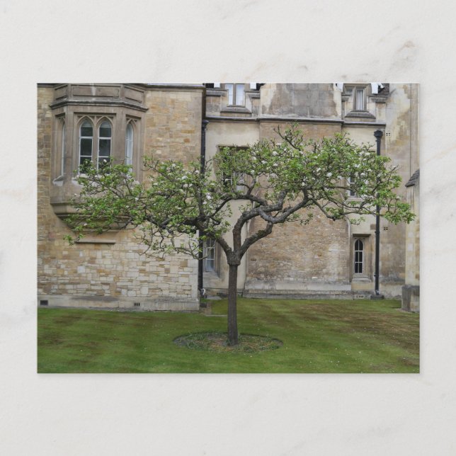 Postal Newton Apple Tree, Cambridge, Inglaterra (Anverso)