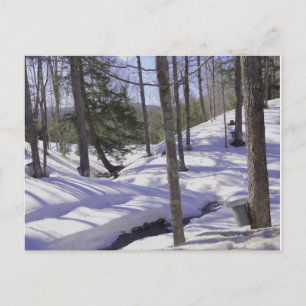 Postal NH Sap Bucket