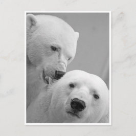 Postal Nibbles de oso polar