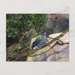 Postal Nicobar Pigeon