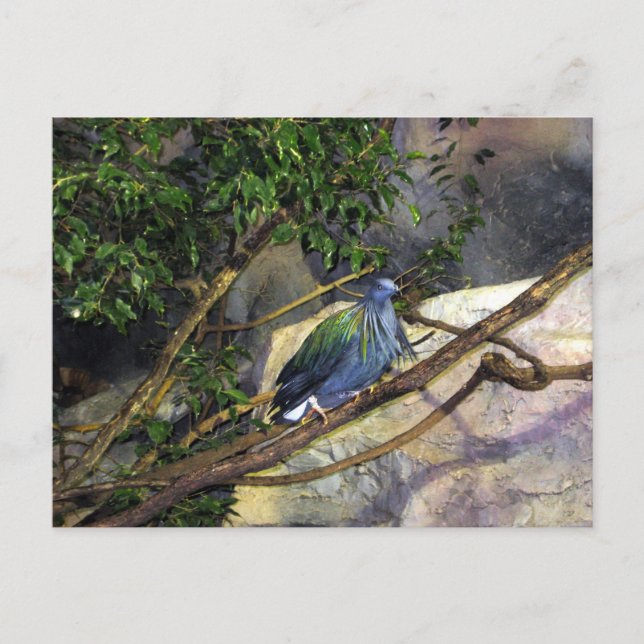 Postal Nicobar Pigeon (Anverso)