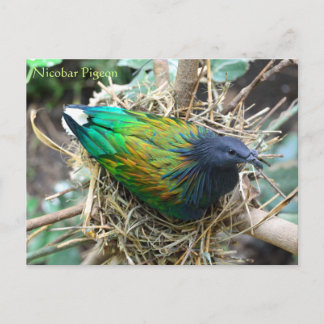 Postal Nicobar Pigeon sobre Nest Wildlife Series # 21