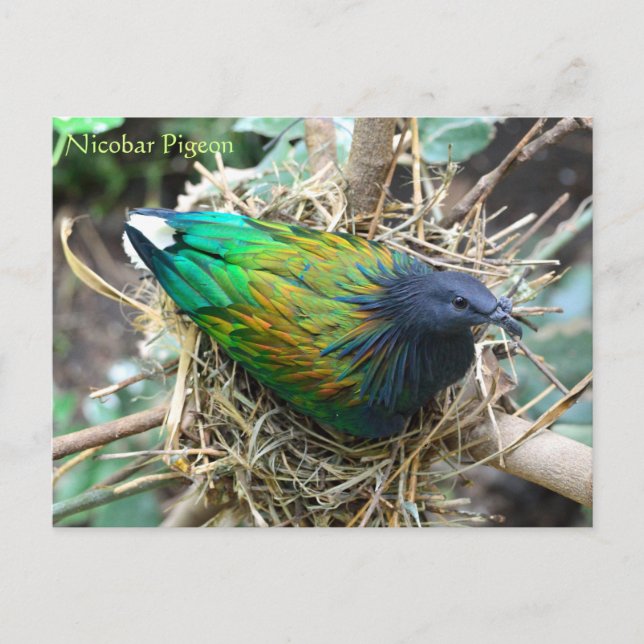 Postal Nicobar Pigeon sobre Nest Wildlife Series # 21 (Anverso)