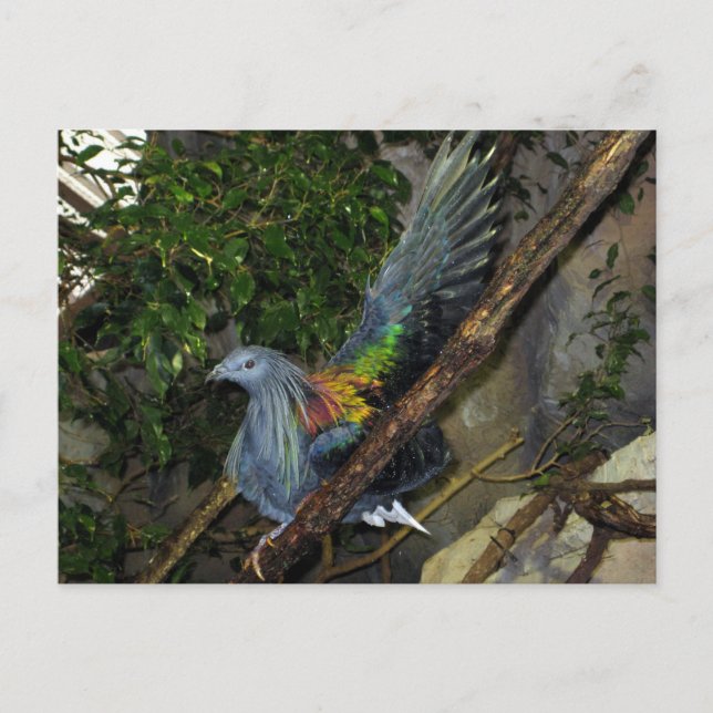 Postal Nicobar Pigeon Wave (Anverso)