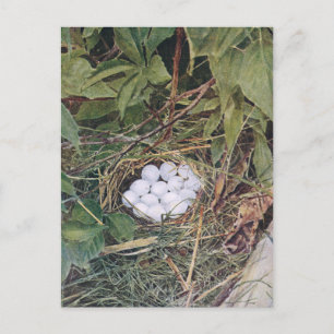 Postal Nido Bobwhite lleno de huevos