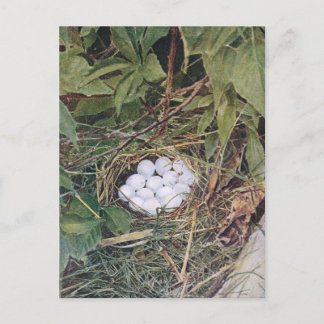 Postal Nido Bobwhite lleno de huevos