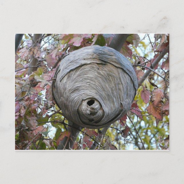 Postal nido de avispa (Anverso)