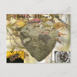 Postal Nido de avispones con cara calva