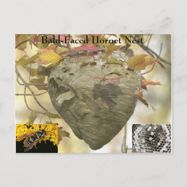 Postal Nido de avispones con cara calva (Anverso)