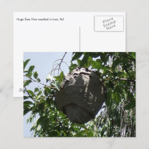 Postal Nido de avispones en árbol