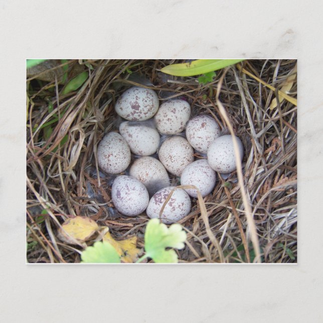 Postal Nido de codorniz (Anverso)