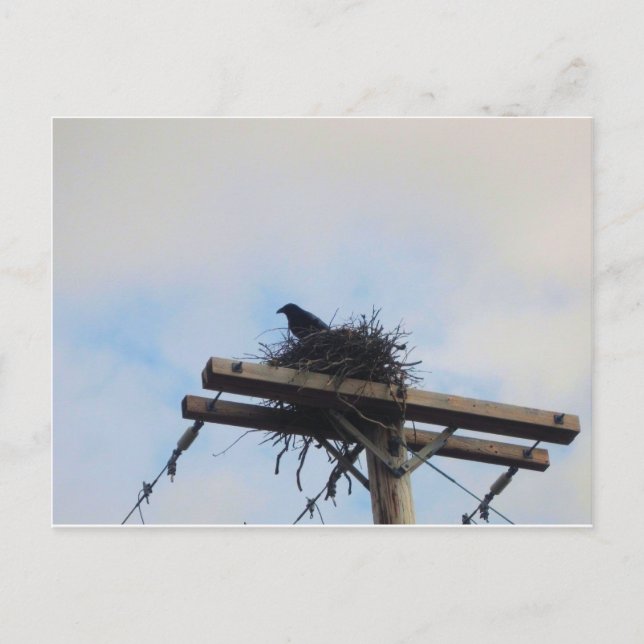 Postal Nido de cuervos en Ak (Anverso)