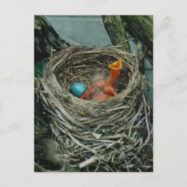 Postal nido de Robin