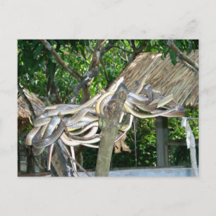 Postal Nido de serpiente