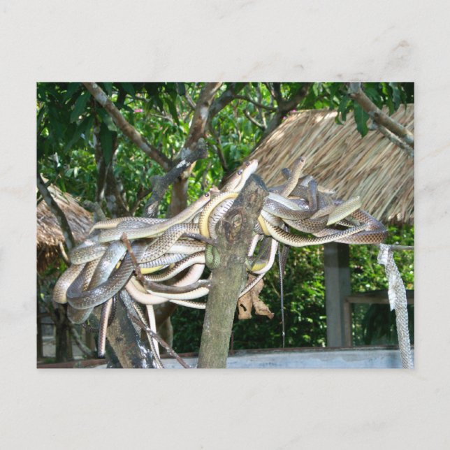 Postal Nido de serpiente (Anverso)