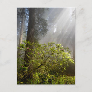 Postal Niebla matutina en Rhododendron