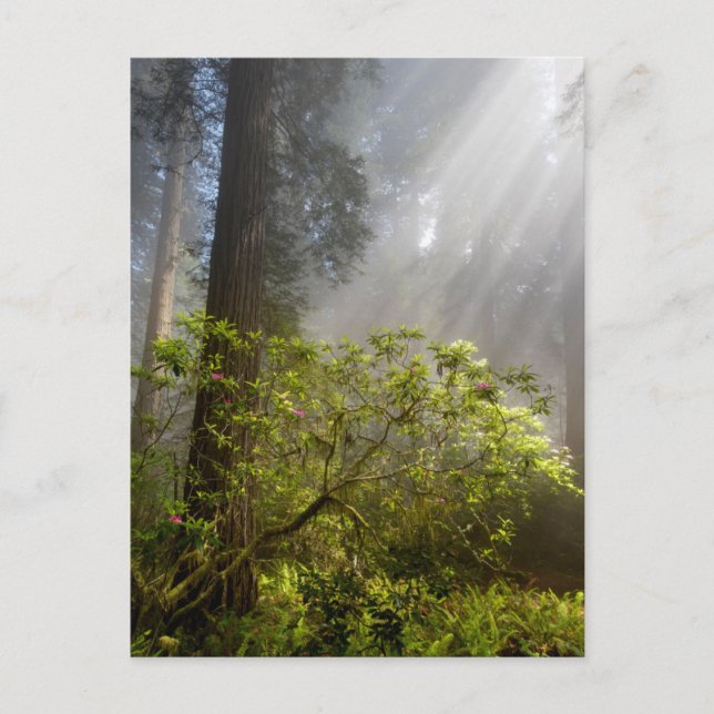 Postal Niebla matutina en Rhododendron (Anverso)