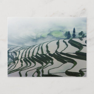 Postal Niebla matutina sobre campos de arroz