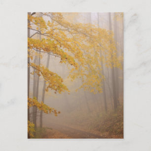 Postal Niebla y follaje de otoño, Grandes Montañas Humean