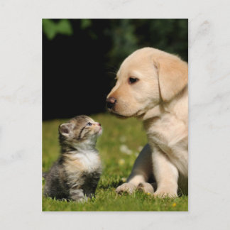 Postal niebla y suave