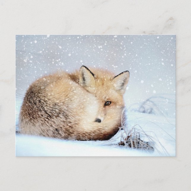 Postal *~* Nieve artística de vida silvestre de Fox roja  (Anverso)