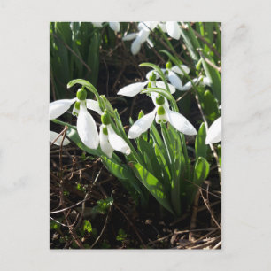 Postal Nieve con flores de primavera