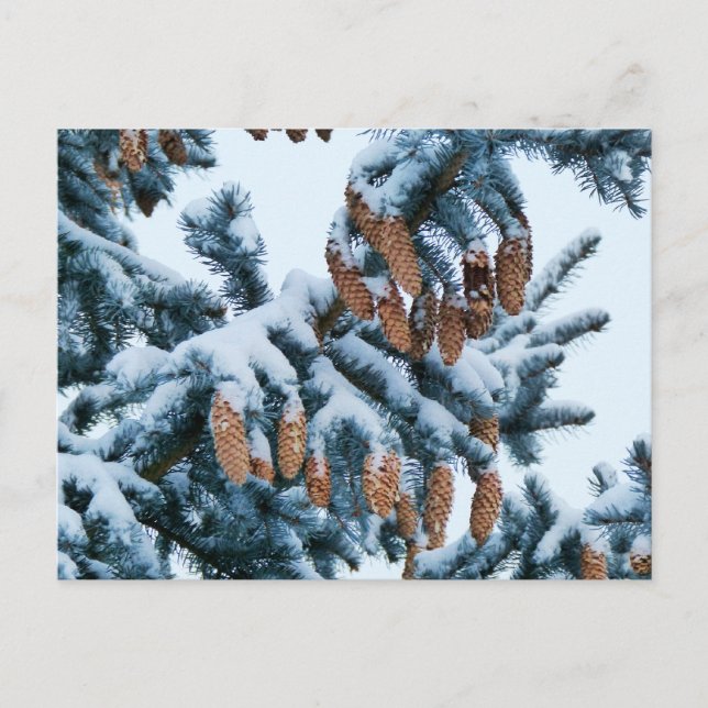 Postal Nieve cubierta de bolas de mosto y pineconas (Anverso)
