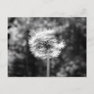 Postal Nieve De Dandelion En Blanco Y Negro