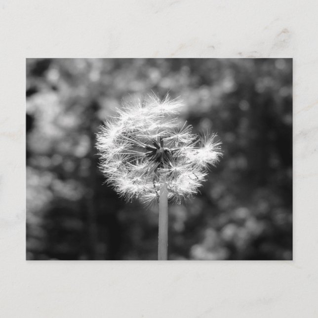 Postal Nieve De Dandelion En Blanco Y Negro (Anverso)