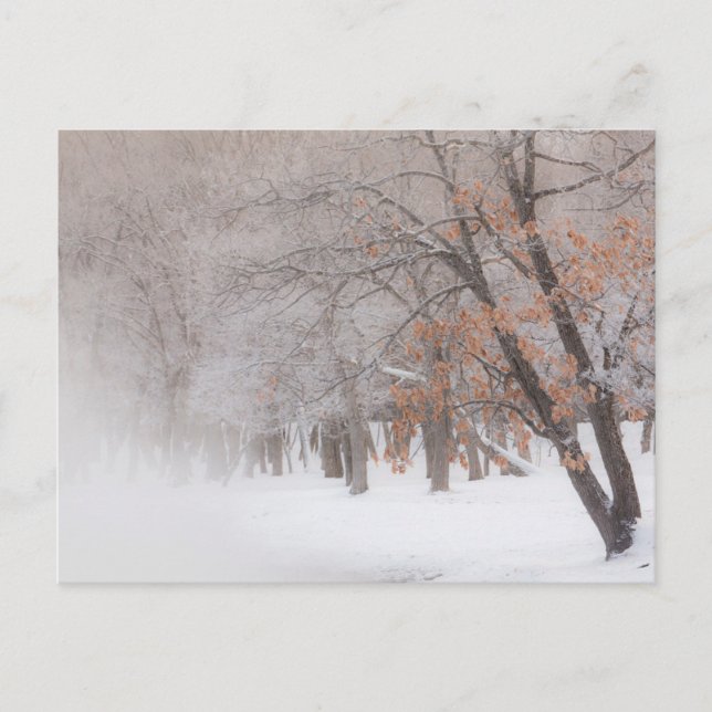 Postal Nieve de invierno | Lago Kussharo (Anverso)