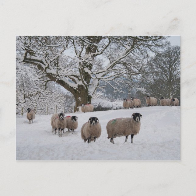 Postal Nieve de oveja (Anverso)