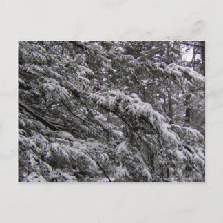 Postal Nieve sobre ramas de árbol Postcard - Añadir su pr