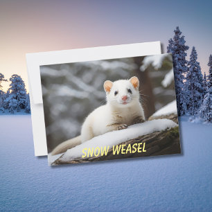 Postal Nieve Weasel tendida sobre roca