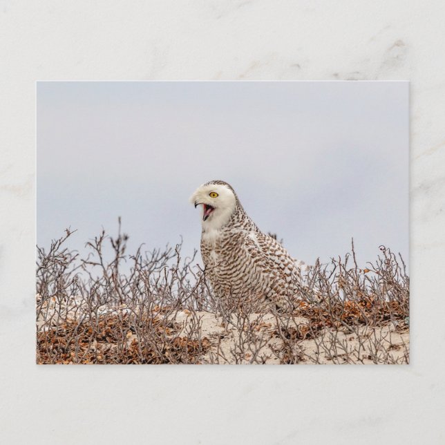 Postal Nieves en la playa (Anverso)