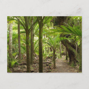 Postal Nikau Palms, Heaphy Track, cerca de Karamea,
