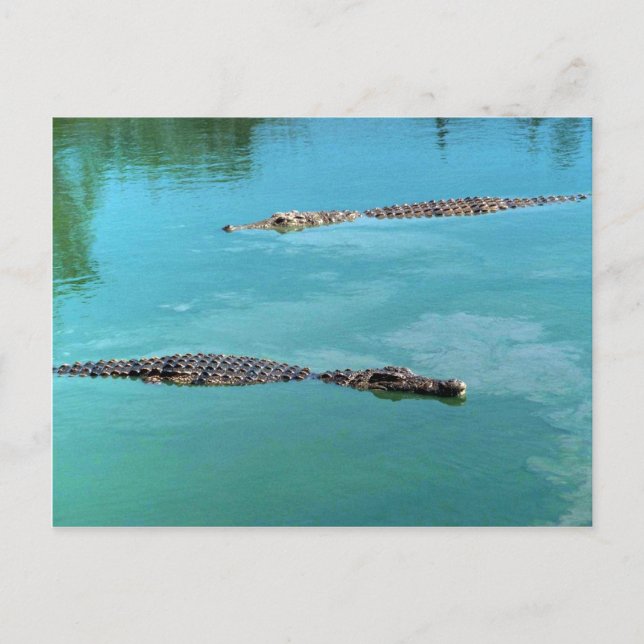 Postal Nile Crocodiles (Anverso)