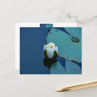 Nilo de agua blanca en el estanque, fotografía de