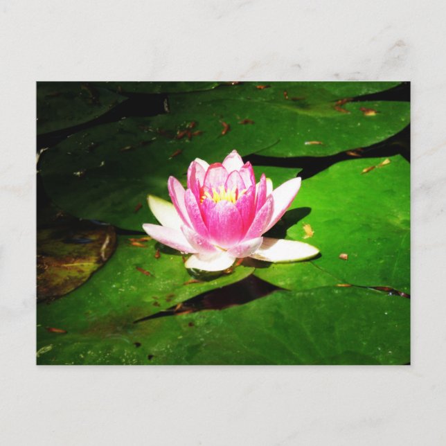 Postal Nilo de agua en el jardín botánico de Crimea (Anverso)