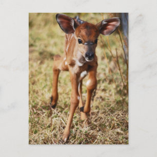 Postal Niña de 3 días Nyala venado
