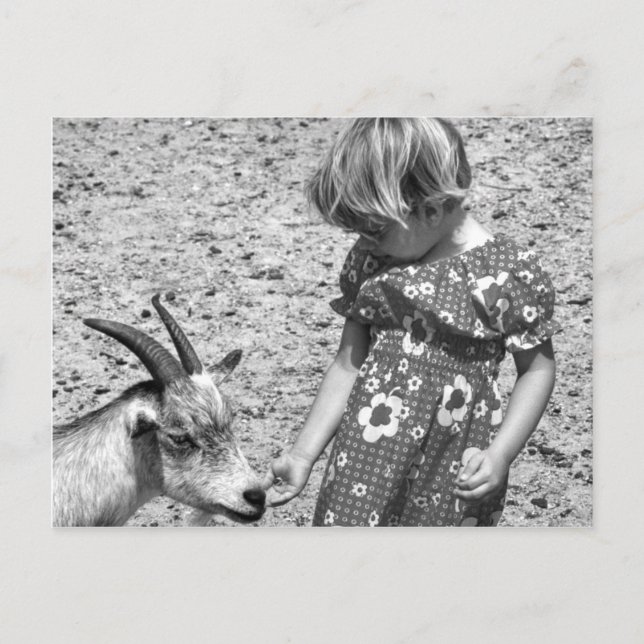 Postal Niña que alimenta semillas de girasol de cabra 197 (Anverso)